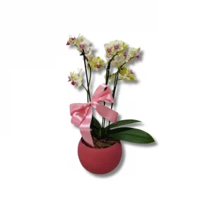 Mini orquídea